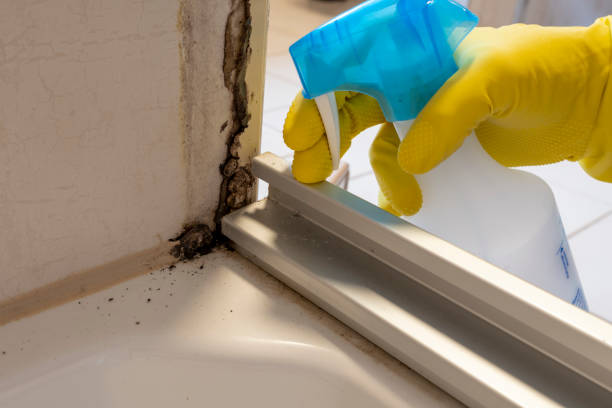 Best Local Mold Removal Service  in Jal, NM