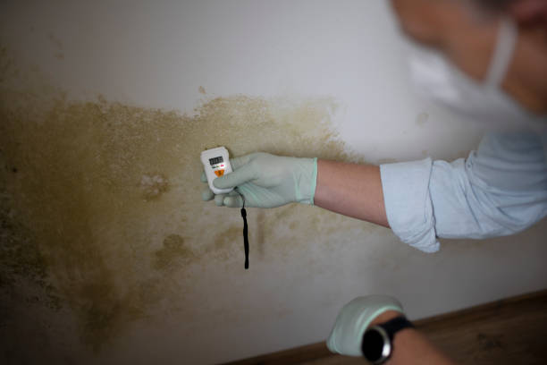 Attic Mold Removal in Jal, NM