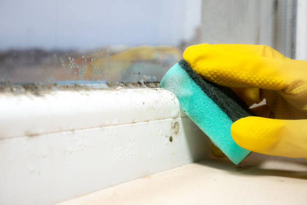 Best Mold Damage Repair  in Jal, NM