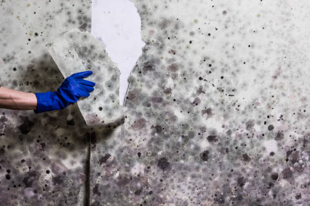 Best Affordable Mold Removal  in Jal, NM